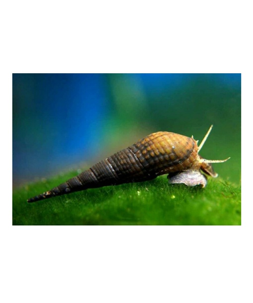Chopstick Snegl - Stenomelania torulosa 1 stk