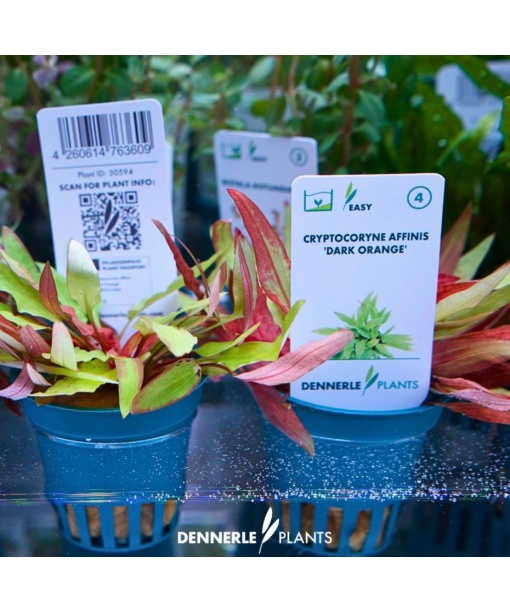 Cryptocoryne affinis ' Dark Orange'