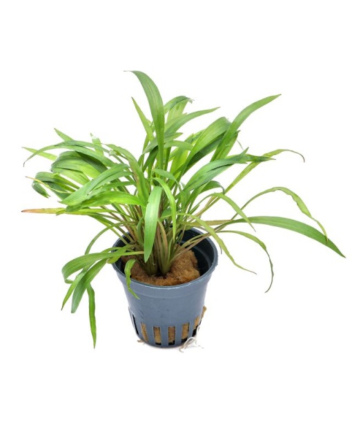 Cryptocoryne spiralis 'Tiger