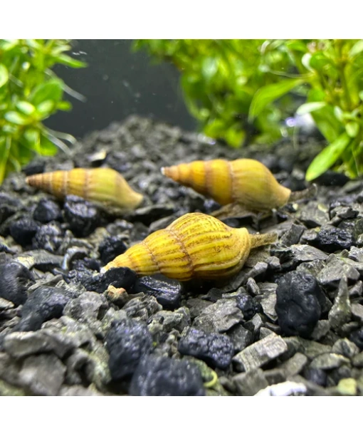 Golden Helena rov snegl 1 stk