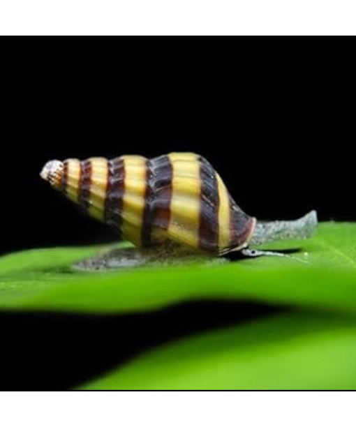 Helena rov snegl 1 stk