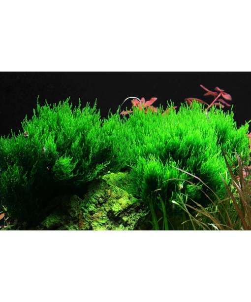 Taxiphyllum sp. "Flame" mos invitro