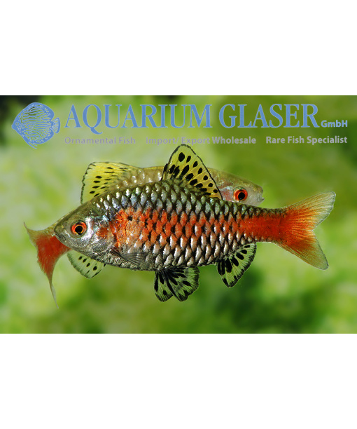 pathia padamya - Odessa Barbe