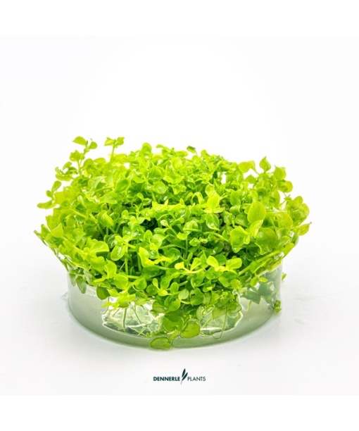 In-vitro Micranthemum tweediei 'Montecarlo'