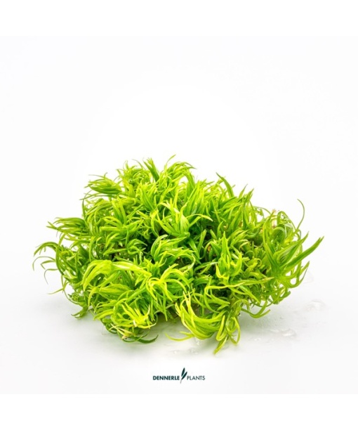 In-vitro Pogostemon deccanensis