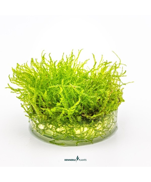 In-vitro Taxiphyllum alternans ´Taiwan´