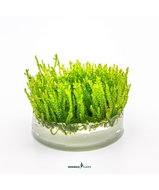 In-vitro Vesicularia ferriei 'Weeping Moss'