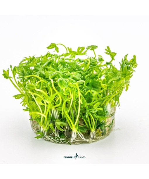 In-vitro Ranunculus inundatus