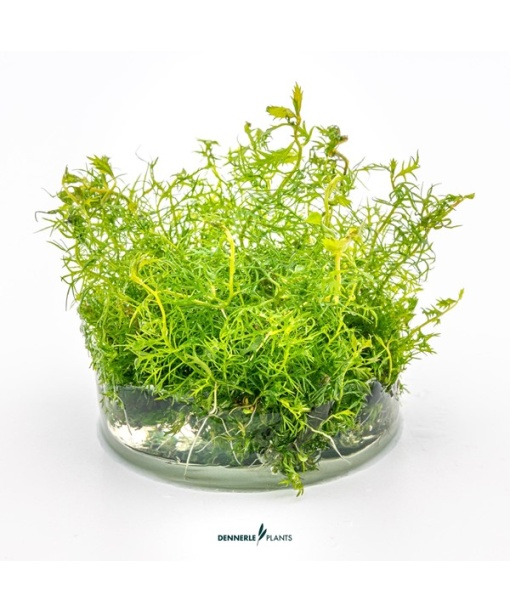 In-vitro Proserpinaca palustris