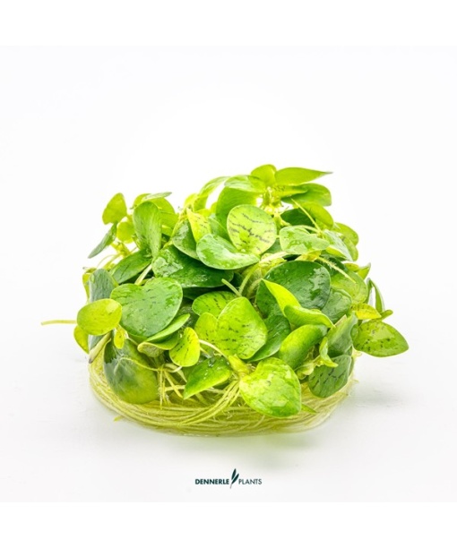 In-vitro Limnobium laevigatum Flydeplante