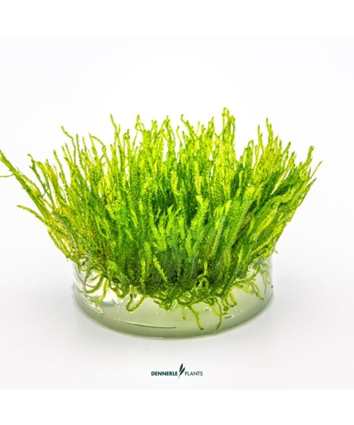 In-vitro Taxiphyllum alternans ´Taiwan´