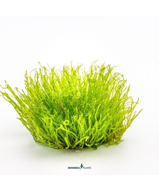 In-vitro Taxiphyllum spec. ´Giant´
