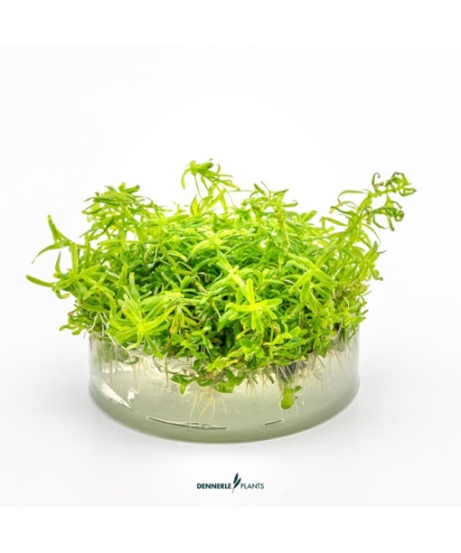 In-vitro Rotala sp. ´Wayanad´