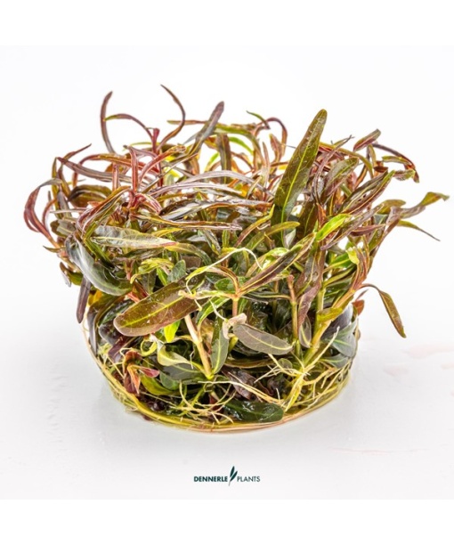 In-vitro Hygrophila lancea 'Araguaia'