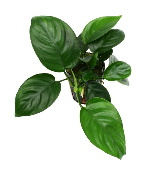 Anubias barteri var. nana ´Bolang´