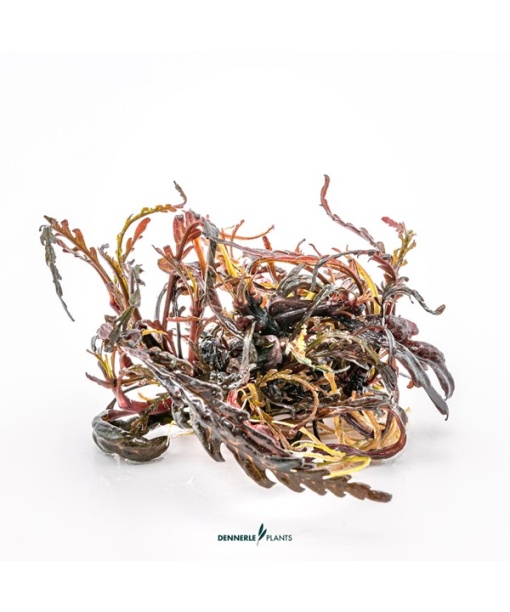 In-vitro Hygrophila pinnatifida