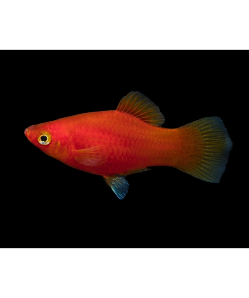 Xiphophorus Mac. platy Coral red