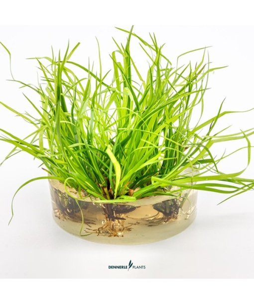 In-vitro Juncus repens