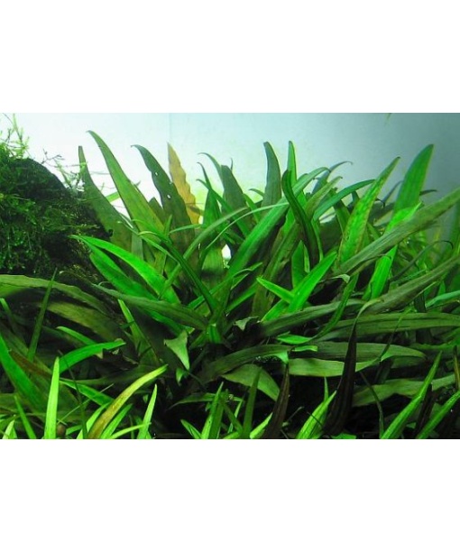 Cryptocoryne x willisii