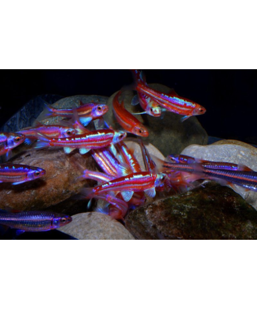 notropis chrosomus - rainbowshiner