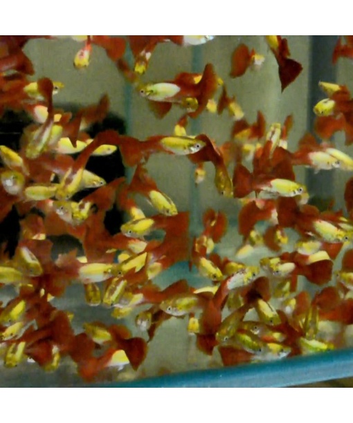 Guppy Flame glowlight  1 stk