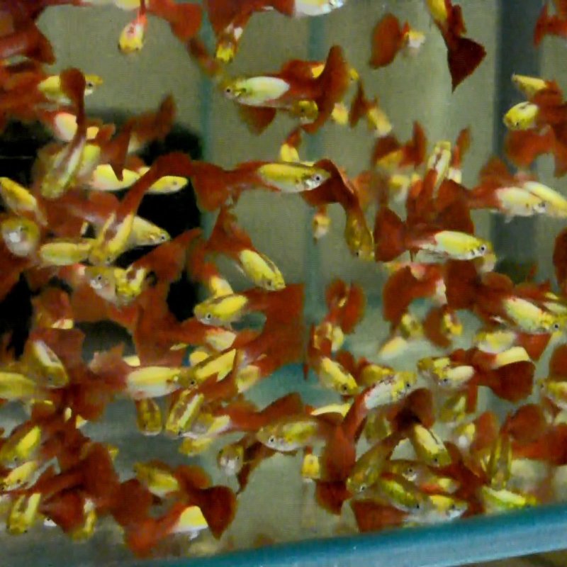 Guppy Flame glowlight 1 stk
