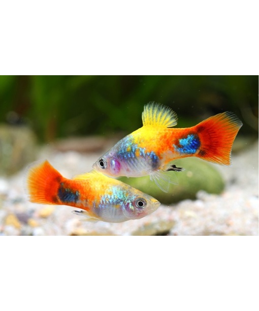 Blue Butterfly Mickey Mouse platy  *****prisfald***