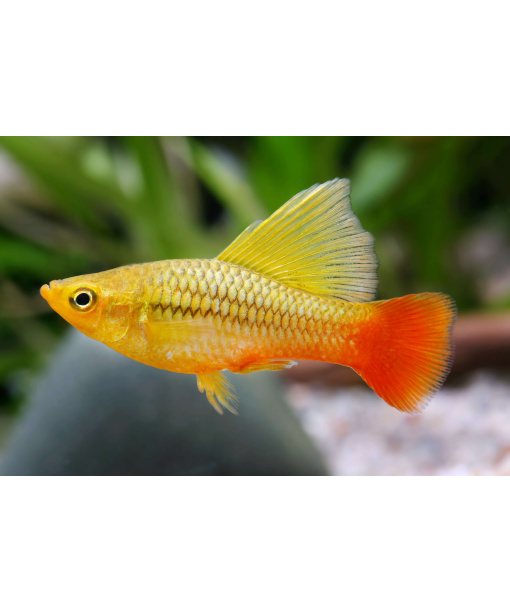 Xiphophorus var.   green/gold highfin platy