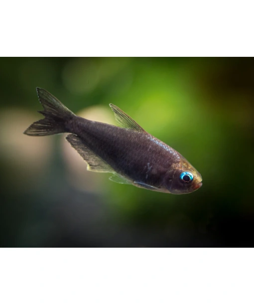 Nematobrycon palmeri - Sort Kejser tetra