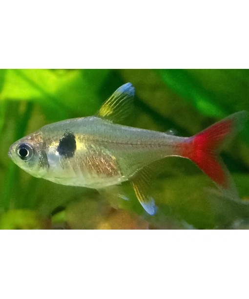 Megalopterus roseus - gule phantom tetra