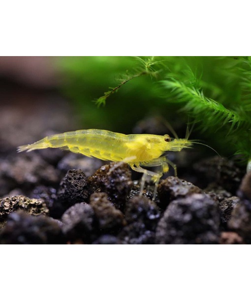 Caridina multidentata - Amano yellow lemon 10 stk **** small*****