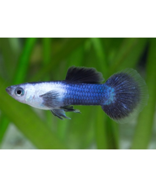 Guppy blue panda par