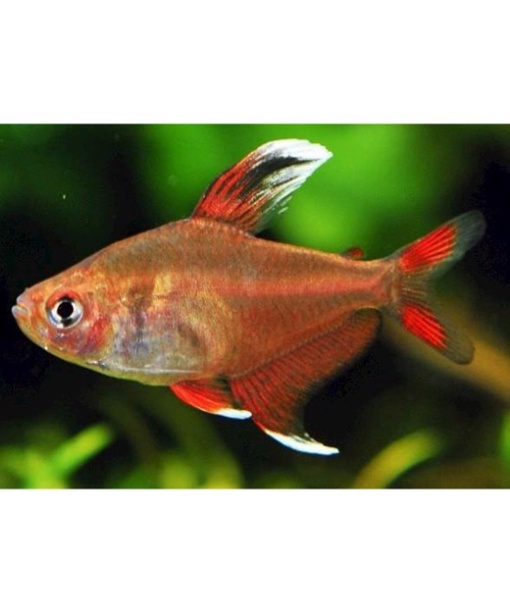 Hvidfinnet rosentetra