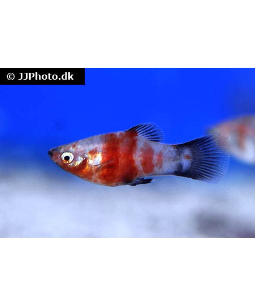 Xiphophorus maculatus platy blødende hjerte