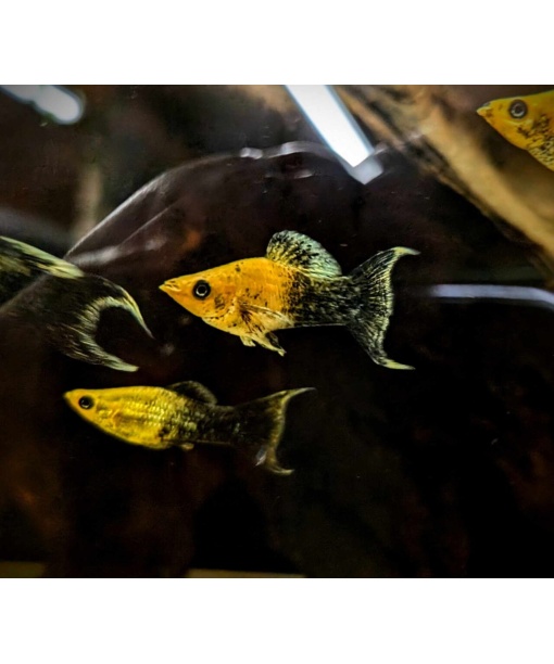 Molly golddust lyrehale 1 stk *** Torsdags tilbud 10 stk 180 kr ****