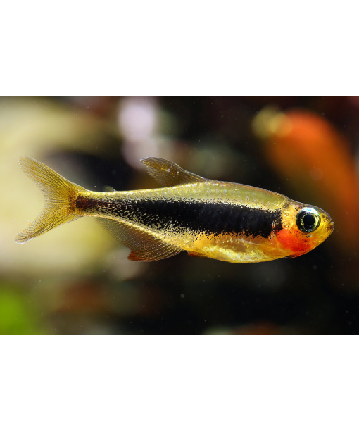 tucanoichthys tucano - Tucano tetra