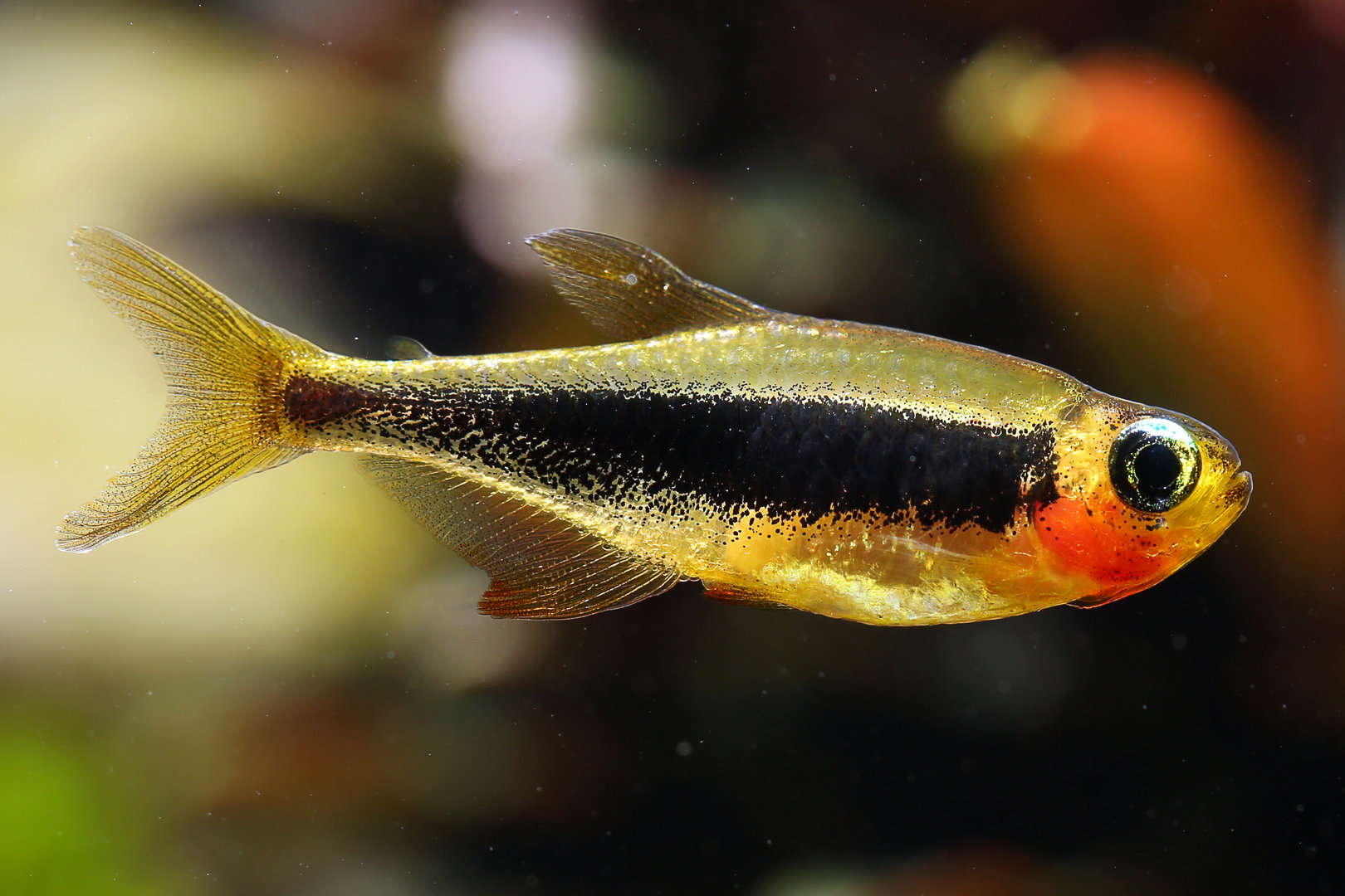 tucanoichthys tucano - Tucano tetra