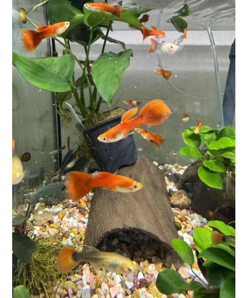Guppy moscow red 1 stk