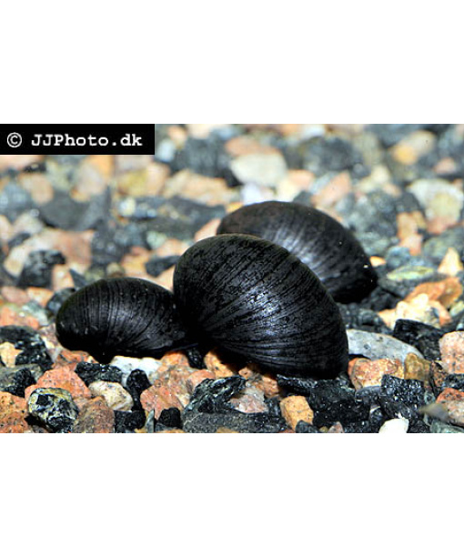 Neritina pulligera - Sort Majssnegl/Batmansnegl 1 stk