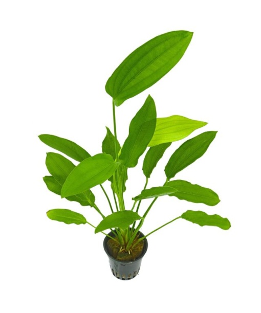 Echinodorus 'Tricolor'