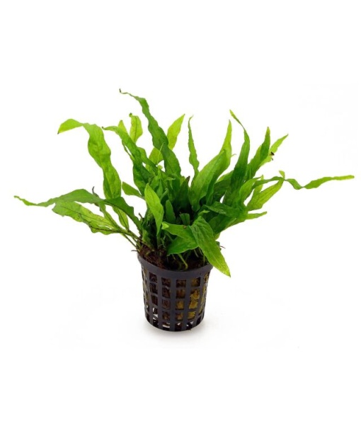 Microsorum pteropus ‘Narrow’