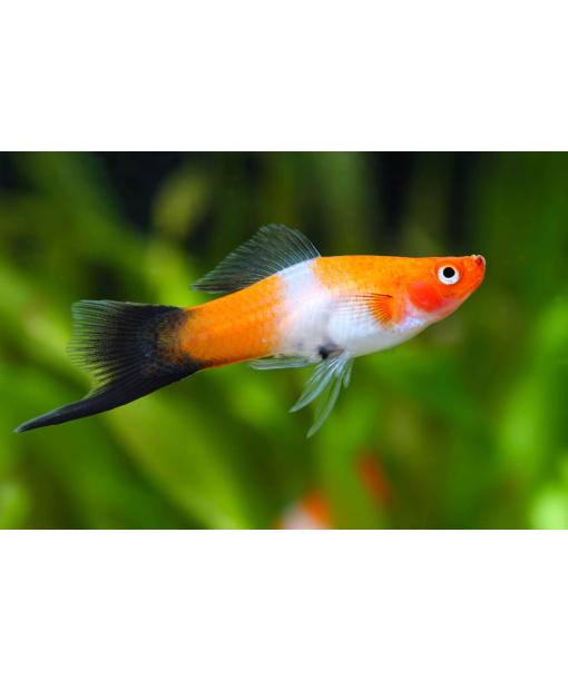 xiphophorus helleri sværdrager koi kohaku