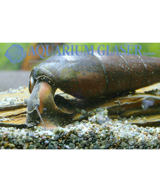 Faunus ater - sort djævele torn