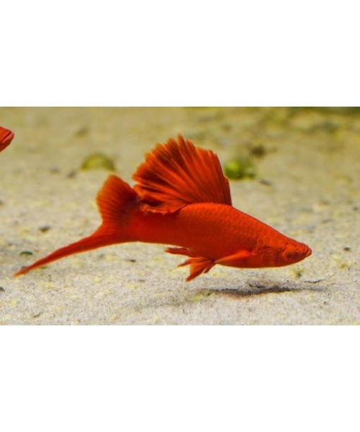 xiphophorus helleri sværdrager albino red eye cauliflower HAN