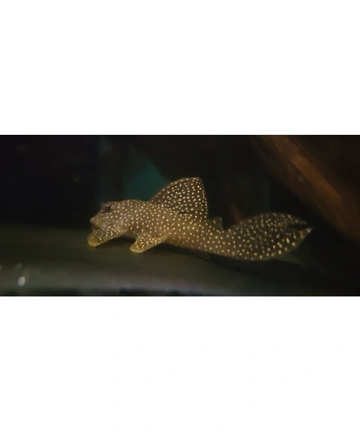 Hypancistrus sp. L 136 b Demini- Angelicus (vildt fanget)