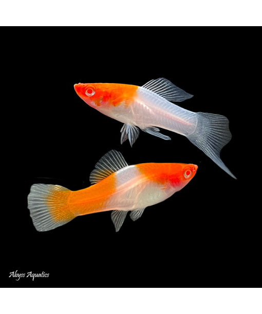 xiphophorus helleri sværdrager albino kohaku 1 stk *** pris fald ***