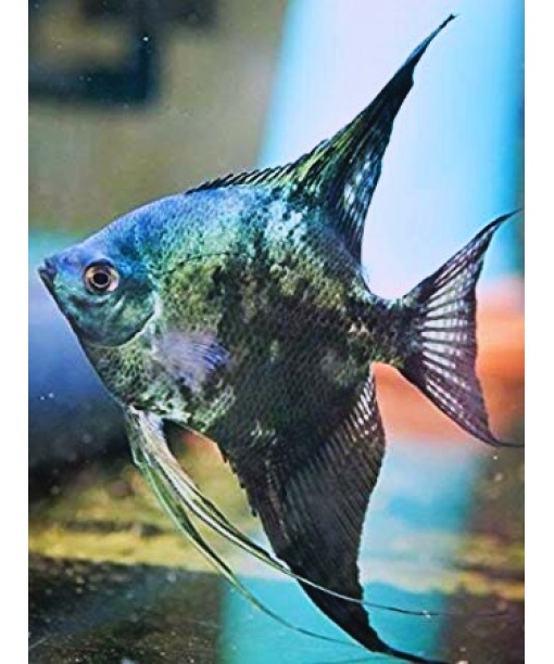 pterophyllum scalare Paraiba smoke 4-5 cm