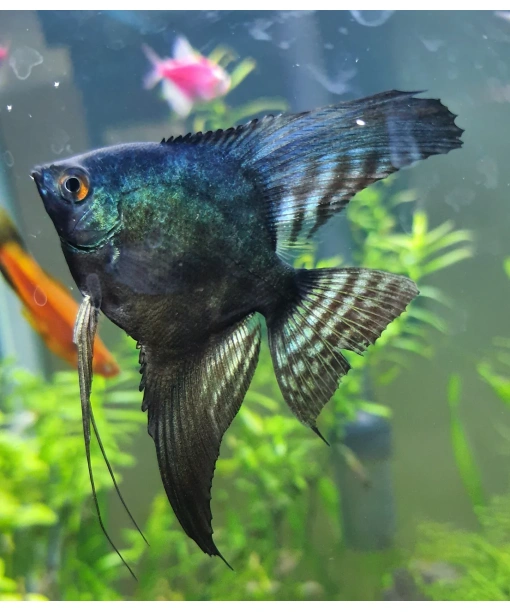 pterophyllum scalare Dark green avatar 4-5 cm