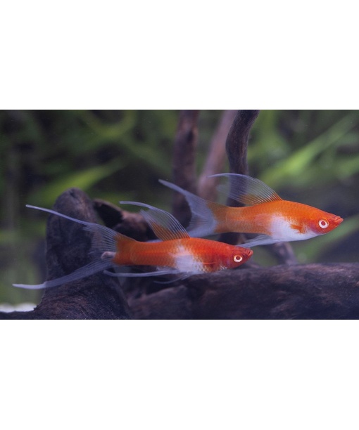 xiphophorus helleri sværdrager albino koi lyrehale