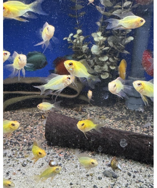 Sommerfuglecichlide Mikrogeophagus ramirezi Gold longfinn